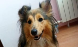 В Волгограде кондуктор автобуса разбила телефон 16-летней девушке из-за собаки