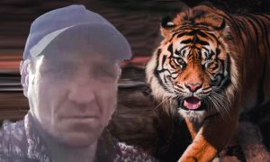 «Утащила пацана, тварь»: в Хабаровском крае амурский тигр растерзал вахтовика