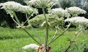 Денис Алексеев: в Москве обнаружили тысячу очагов произрастания опасного борщевика