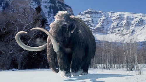 Ученые хотят заселить Сибирь клонами мамонтов для борьбы с глобальным потеплением