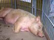Вспышка африканской чумы свиней произошла на предприятии 