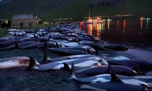 На Фарерах убили около 1500 дельфинов во время традиционной охоты