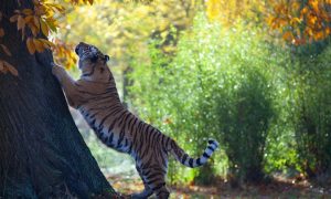 В Приморье грибники 40 минут спасались от тигра на дереве