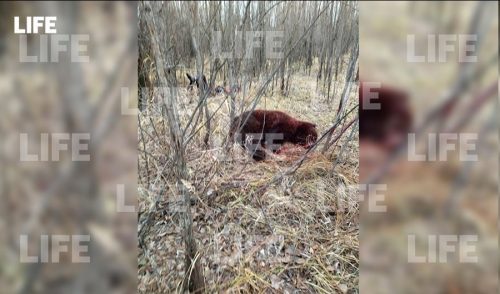 «Выживший»: тюменский боксер зарезал ножом напавшего на него медведя