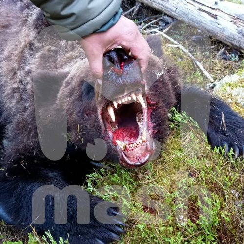 «Выживший»: тюменский боксер зарезал ножом напавшего на него медведя