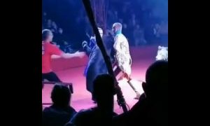 Видео: в орловском цирке медведь напал на беременную дрессировщицу