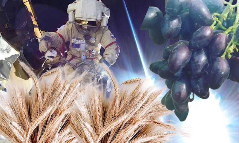 Дачник на орбите: Дмитрий Рогозин планирует выращивать в космосе виноград и пшеницу 