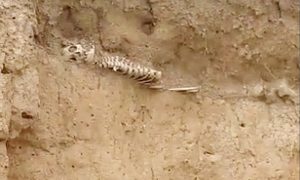 В Крыму на пляже туристы нашли в песке человеческие кости