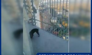 «Грязь и вонь на несколько этажей»: в элитном ЖК в Подмосковье жительница выгуливает пса на общем балконе