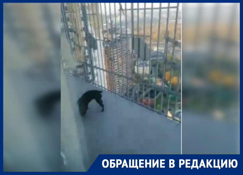 «Грязь и вонь на несколько этажей»: в элитном ЖК в Подмосковье жительница выгуливает пса на общем балконе 