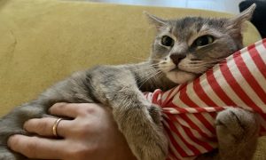 «Не стреляйте в кота!»: жителю Краснодарского края дали 3 года тюрьмы за то, что на глазах у детей расстрелял пушистого