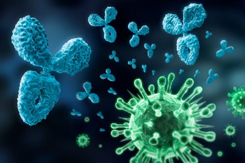 Ученые нашли универсальное антитело, убивающее все штаммы коронавируса