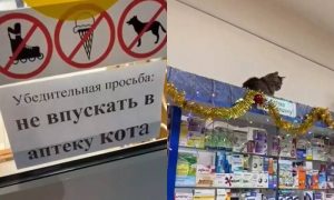 Миссия провалена: коты заявились в аптеку за валерьянкой, несмотря на запрет