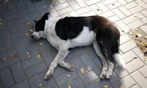 Астраханец изнасиловал бездомную собаку и жестоко убил, выбросив из окна