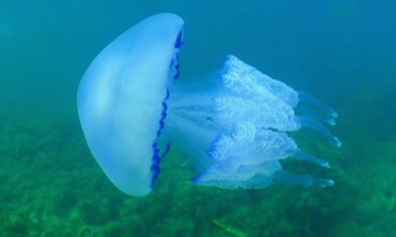 Десерт из медузы: ученые хотят накормить россиян этими обитателями моря 