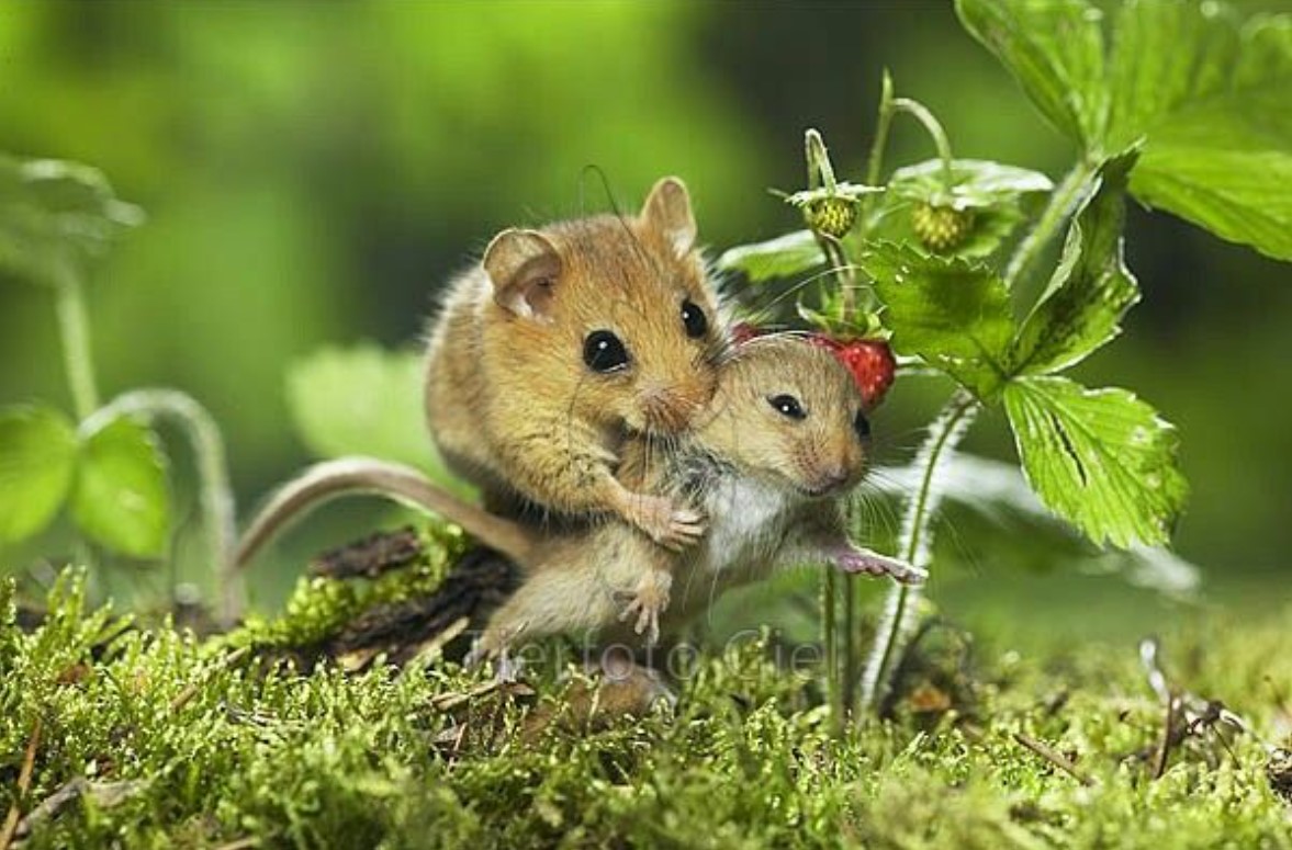 Mouse love