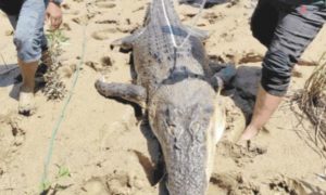 В Индонезии в брюхе 7-метрового крокодила-людоеда охотники нашли съеденного человека