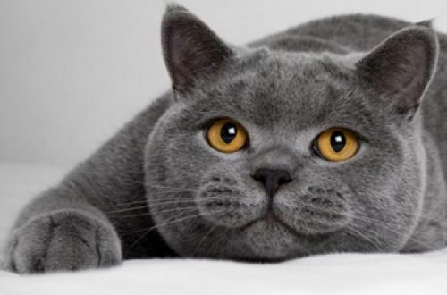 «Для души и низкого холестерина»: ученые объяснили, почему в доме должен жить кот