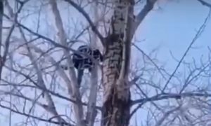 В Омске педофил изнасиловал девочку и попытался скрыться на дереве