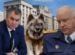 Главный по собачкам: в Госдуме ищут крайнего за смертельные нападения бездомных животных на людей