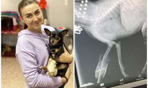 «Лапы стали гнить»: в Башкирии маленькой собачке вместо дорогих медицинских протезов вставили сверла