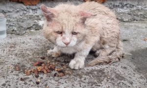 В Ростове трагически погибли животные при пожаре в котокафе