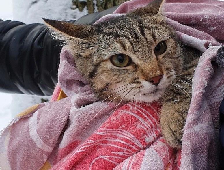 В Ростове развернули спецоперацию, чтобы спасти застрявшего на дереве кота 