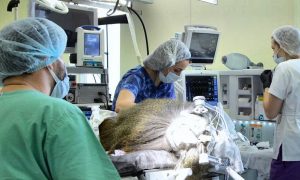 В России началась чипизация: ученые впервые вживили имплант в мозг примату