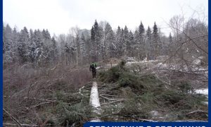 «Пили ей ногу»: жители Троицка обнимают деревья, чтобы помешать вырубке леса