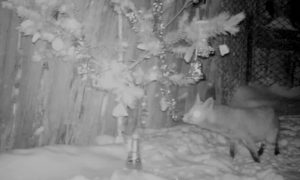 Плутливая воронежская лиса стащила новогодние украшения с праздничной ёлки