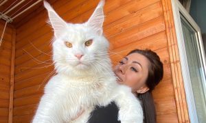 «Питается недостойными и пьет водку»: гигантский кот из России поразил иностранцев