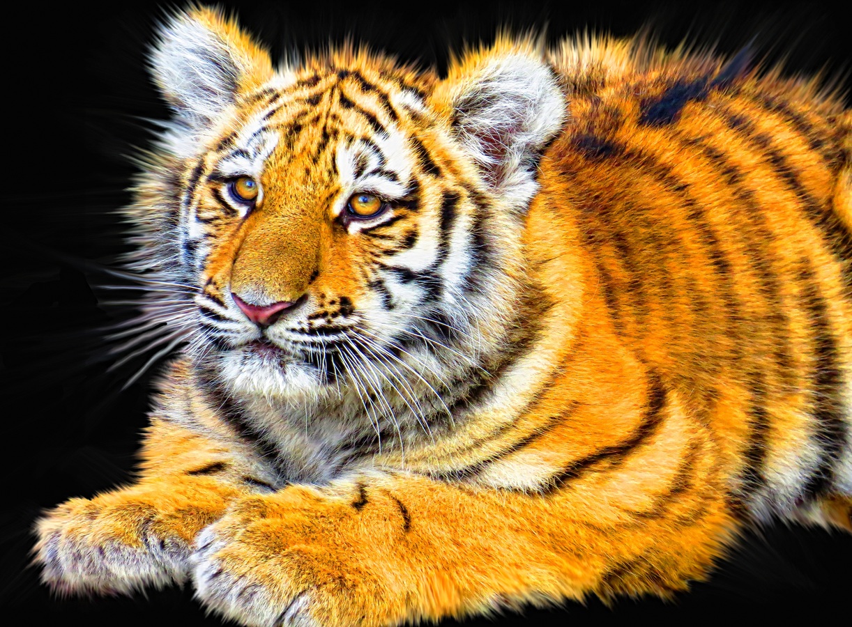 1998 Земляной тигр