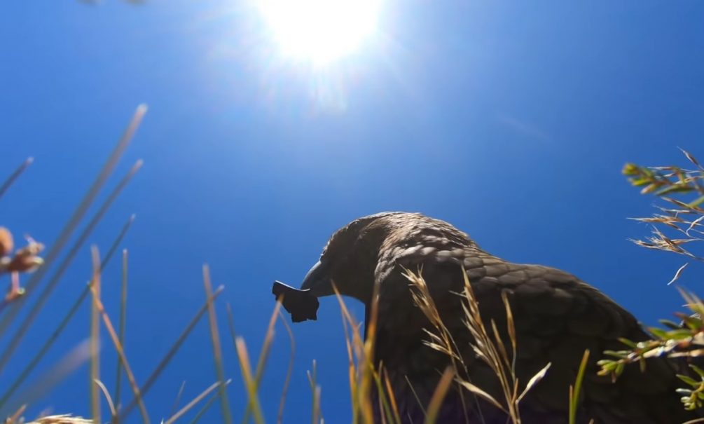 Новозеландский попугай украл у туристов камеру и снял видео с высоты птичьего полета 
