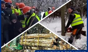 Власти Троицка поставили «вышибал», чтобы активисты не мешали вырубке леса