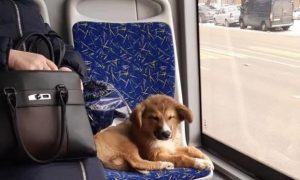 Воронежский щенок стал звездой соцсетей после того, как его взяли из приюта и выбросили в маршрутке