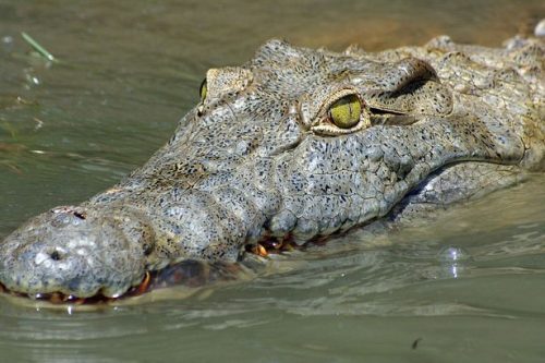 В Танзании стая крокодилов сожрала шестерых жителей деревни