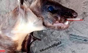 В Самаре найден мертвым загадочный монстр, который убивал кур