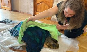 Гигантскую средиземноморскую черепаху весом около центнера нашли в Анапе
