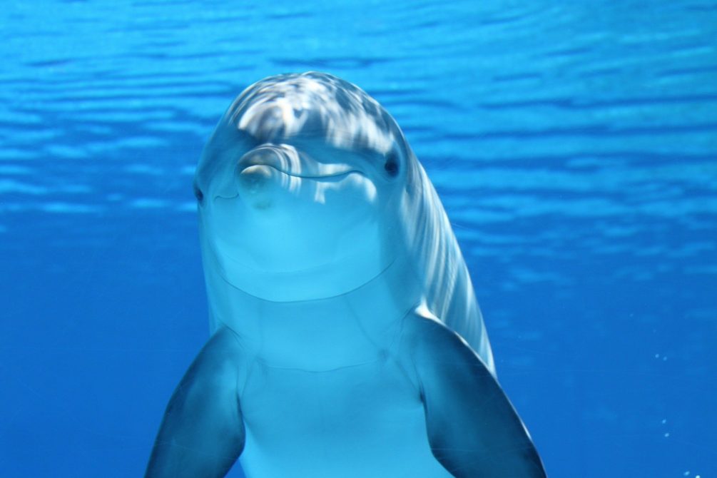 Осторожно, косатки: западные СМИ пугают весь мир российскими боевыми дельфинами