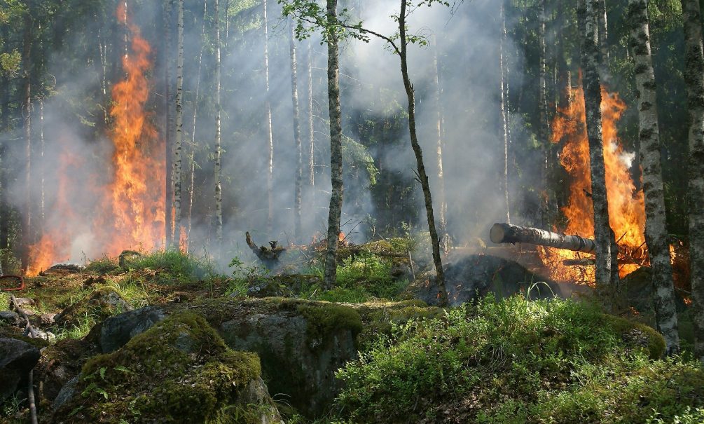 РЖД обвинили в масштабном пожаре, уничтожившем сотни гектаров леса в Алтае 