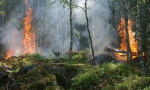 РЖД обвинили в масштабном пожаре, уничтожившем сотни гектаров леса в Алтае