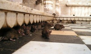 «Администрация безмолвствует, коты не справляются»: петербуржцы жалуются на полчища крыс