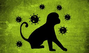 Всё не случайно: об эпидемии оспы обезьян могли знать заранее