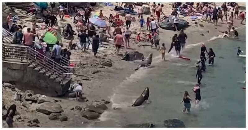Морские львы разогнали туристов на пляже в США и попали на видео 