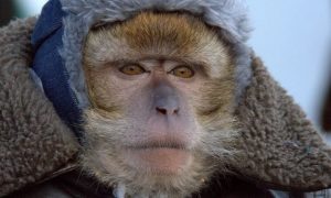 Завезли из Европы: оспа обезьян добралась до России
