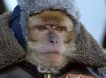 Эпидемиолог назвал срок распространения оспы обезьян в России