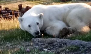 Без слез не взглянешь: в Красноярском крае спасают белого медведя с застрявшей во рту банкой сгущенки