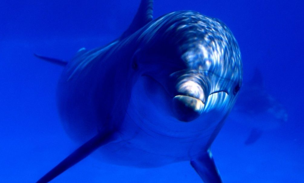 В Японии агрессивный дельфин держит в страхе отдыхающих 