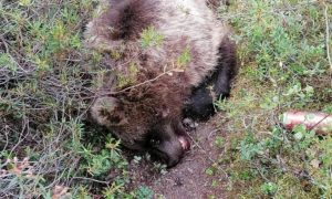 На Ямале медведь-убийца растерзал приручившего его мужчину
