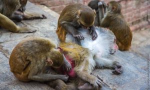 Как распознать пришедшую в Россию оспу обезьян: основные симптомы болезни